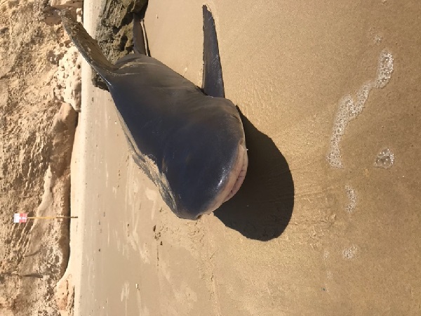 כריש בחוף ארגמן | תמונה: רשת חברתית כרישה נמצאה בחוף ארגמן בנתניה