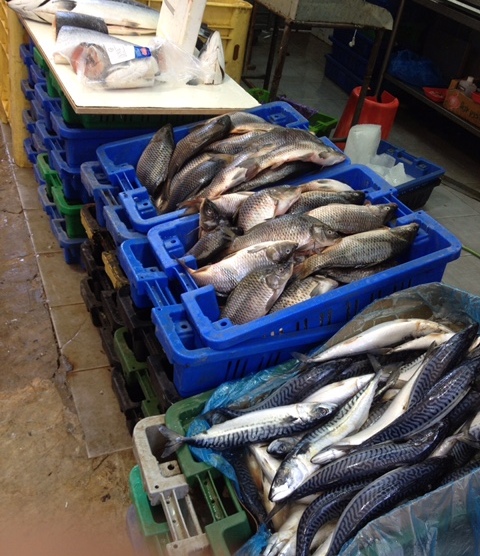 החרמת דגים 4 טון דגים ובשר הוחרמו לפני העברתם לבתי עסק בנתניה