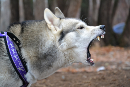 אילוסטרציה: fotolia מדריך בעלי כלבים מה לעשות כשהכלב נחשד בנשיכה