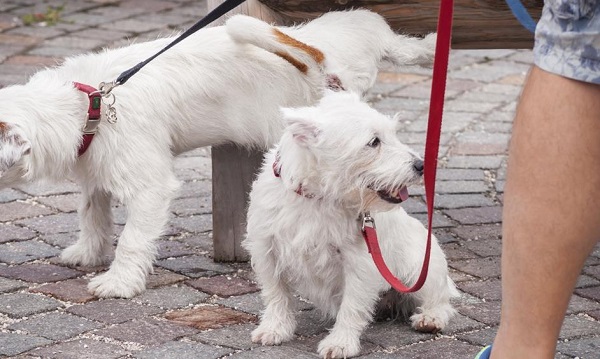 אילוסטרציה | fotolia   הסוף לגללי הכלבים הפזורים ברחבי העיר נתניה?