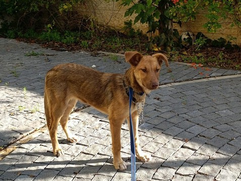  כלב נגוע בכלבת אותר בראש העין