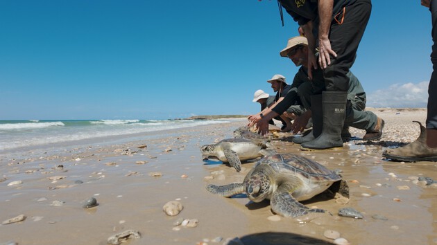  גם תחת אש: 21 צבי ים הושבו לטבע