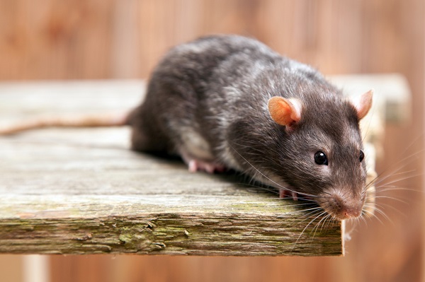 צילום: freepik איך מבדילים בין גללים של עכבר לחולדה?