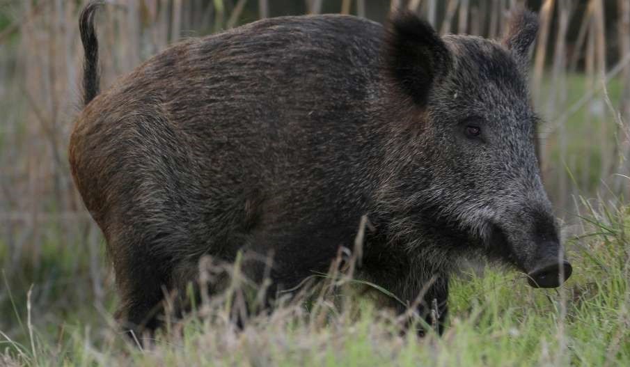 חזיר בר | אתר רשות הטבע והגנים בני זוג מעמק חפר התנגשו בחזיר ונחבלו