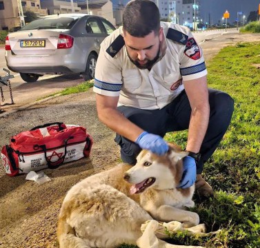  חזר ממשמרת ערב והציל כלב שנפגע מרכב