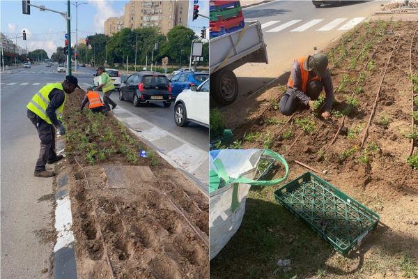 מעל 100 גינות, כיכרות ושטחי גינון ישודרגו השנה