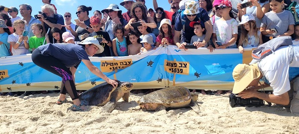 רשות הטבע והגנים שחרור צבי ים בחוף בית ינאי 