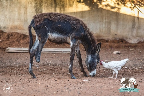 פעילות קהילתית - להתחיל מחדש: מקלט שיקומי מונע סבל ממאות בעלי חיים