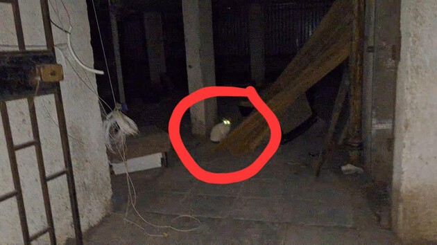  חתולים במתחם ההריסה בנאות שקד? פעילים דורשים לעצור את העבודות