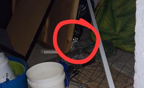 חדשות מקומיות - חתולים במתחם ההריסה בנאות שקד? פעילים דורשים לעצור את העבודות