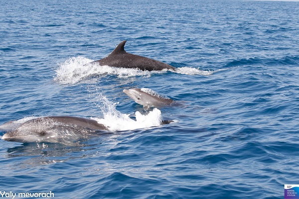 צילום: יאלי מבורך. רשות הטבע והגנים. תעוד- להקת דולפינים מול חופי נתניה