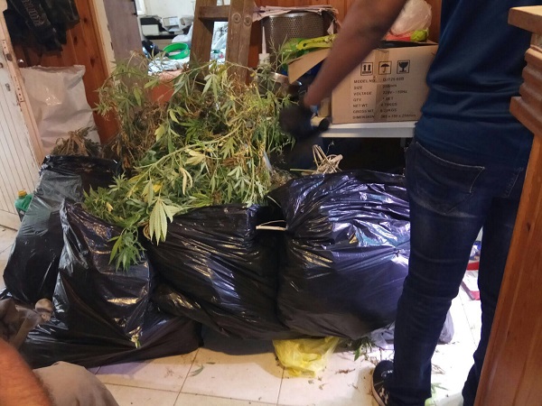 תושב קדימה: גנב חשמל וגידל מריחואנה