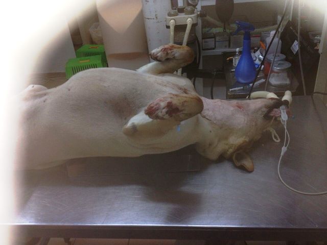 תקיפה אכזרית של כלב בתל מונד  גבר מתל מונד תקף באכזריות כלב, כנקמה 