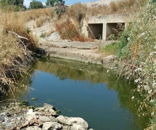 חדשות מקומיות - המאבק הנתנייתי ביתוש הנמר האסייתי