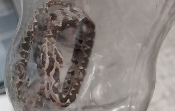 אשה בהריון מתקדם הוכשה על ידי נחש צפע 