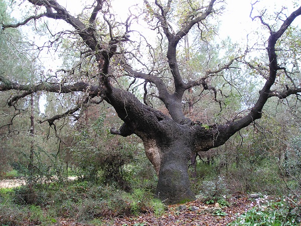 אלון התבור | תמונה: קק"ל  תושבי השרון: עץ האלון הותיק ביותר נמצא אצלכם