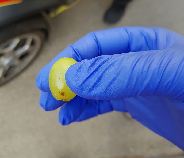 ארכיון | צילום: דוברות מד"א בת 4 נחנקה מענב בגן ילדים בנתניה