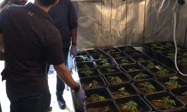 עסק משפחתי - אב ובן מנתניה נעצרו בחשד לגידול סמים