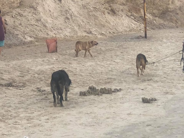 כלבים בחוף נתניה | ארכיון  עשרות דו"חות לתושבים שלא אספו צואת כלבים