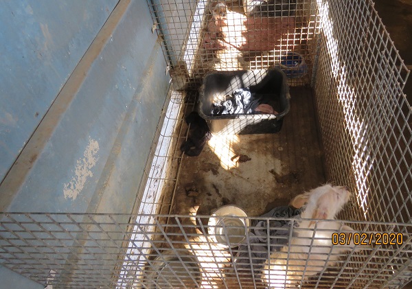 צילום: המחלקה הווטרינרית עמק חפר  פשיטה על כלבייה שפעלה בתת-תנאים
