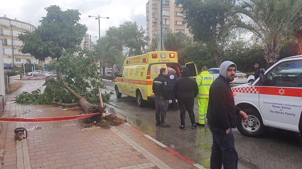 צילום: מד"א תושב נתניה נפצע כתוצאה מקריסת עץ ברחוב בנתניה