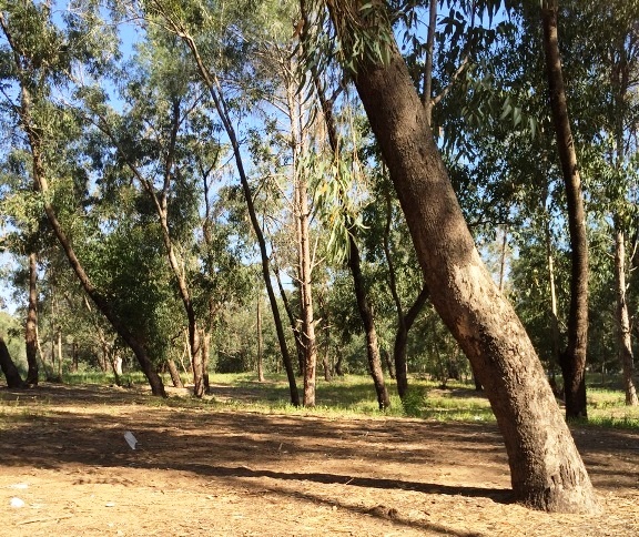 יער קדימה אטרקציות 15 דקות מנתניה